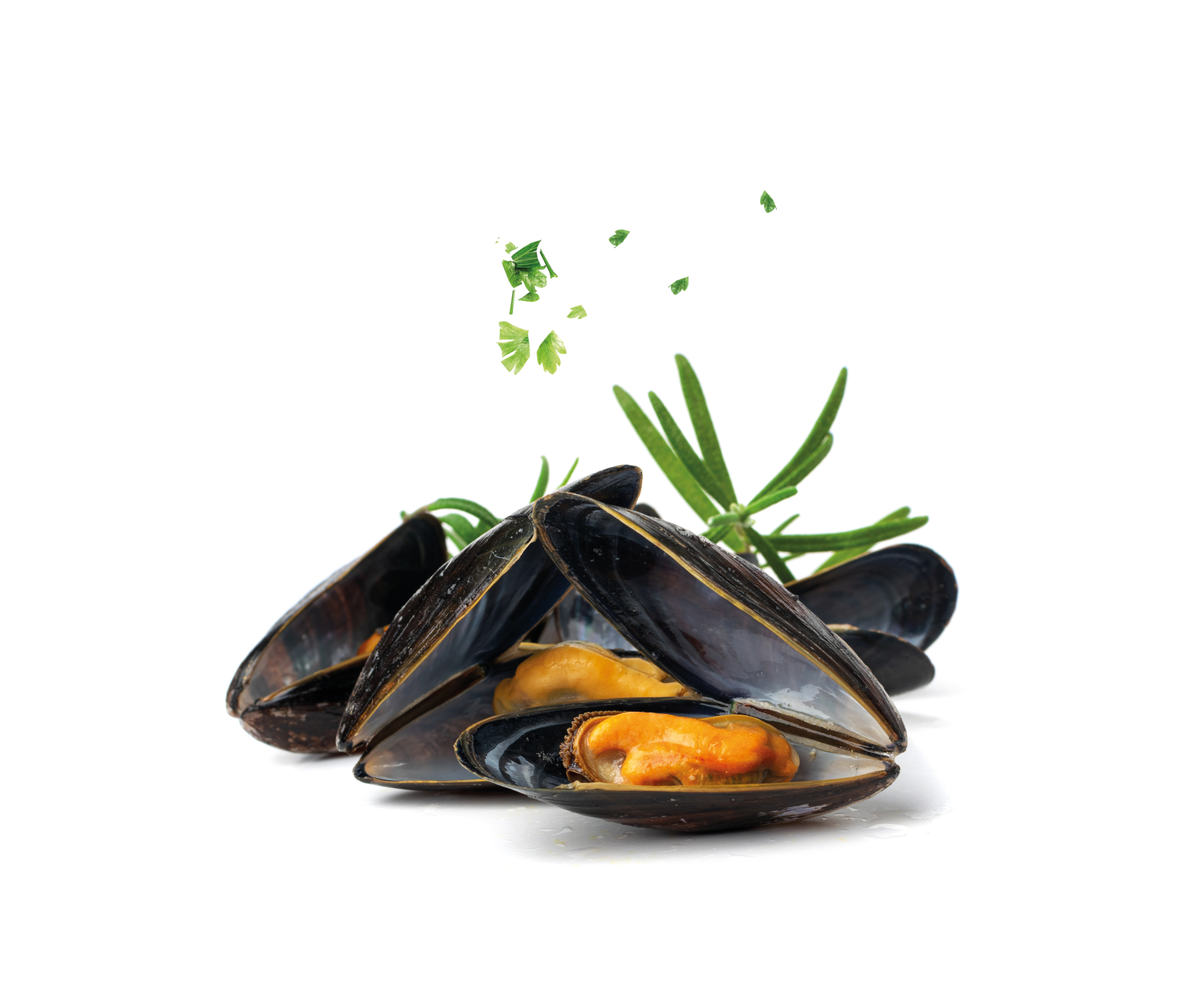 Seada al miele, tipico dolce fritto della tradizione Sarda ripieno di pecorino e condito con miele, cibo italiano Cozze